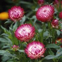 Monstrosum Rose Helichrysum