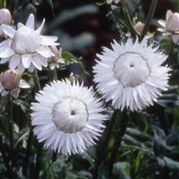 Monstrosum White Helichrysum