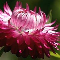 Monstrosum Bright Pink Helichrysum
