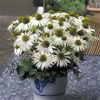 Echinacea Primadonna<sup>®</sup> White ApeX
