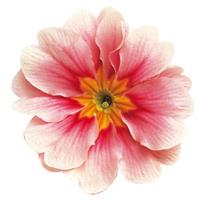Danova Pink Bicolor Primula Acaulis