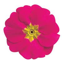 Danova Rose Primula Acaulis