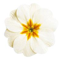 Danova White Primula Acaulis