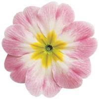Danova Appleblossom Bicolor Primula Acaulis