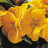 Danova Orange-Yellow Primula Acaulis