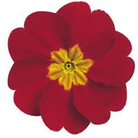 Danova Red/Rose Shades Primula Acaulis