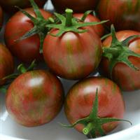 Bumble Bee Purple Tomato