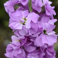 Column Stock Lilac Lavender Matthiola