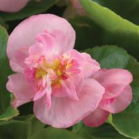 Fiona Pink Begonia