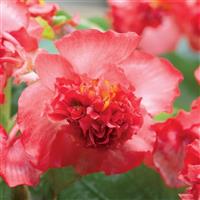 Fiona Red Begonia