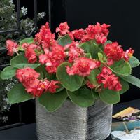 Fiona Red Begonia