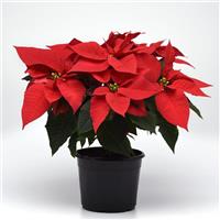 Early Elegance™ Red Poinsettia