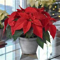 Early Elegance™ Red Poinsettia