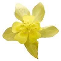 Aquilegia Spring Magic Yellow