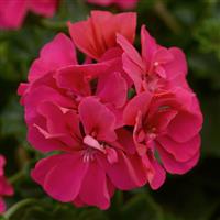 Precision™ Rose Ivy Geranium