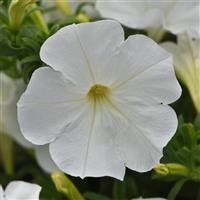 SureShot™ White Petunia