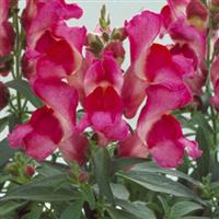 Floral Showers Fuchsia Snapdragon