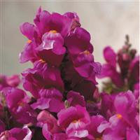 Floral Showers Lilac Snapdragon