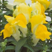 Floral Showers Yellow Snapdragon