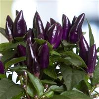 Salsa XP Purple Ornamental Pepper