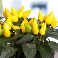 Salsa XP Yellow Ornamental Pepper
