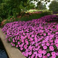 Bounce™ Pink Flame Interspecific Impatiens