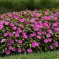 Bounce™ Pink Flame Interspecific Impatiens