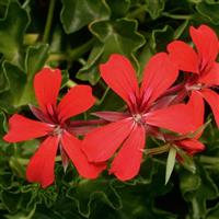 Decora Red Ivy Geranium