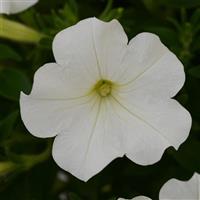 Starlet™ White Petunia