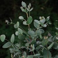 Silverdrop Eucalyptus