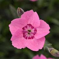 Dianthus Mountain Frost™ Pink Carpet