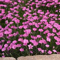 Dianthus Mountain Frost™ Pink Carpet