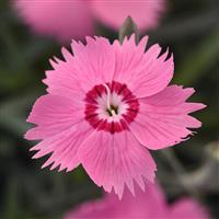 Dianthus Mountain Frost™ Pink Twinkle
