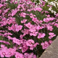 Dianthus Mountain Frost™ Pink Twinkle