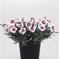 Dianthus Mountain Frost™ Ruby Snow