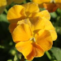Viola Halo Golden Yellow