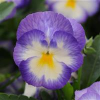 Viola Halo Lilac