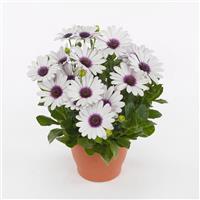 Akila<sup>®</sup> White Purple Eye Osteospermum