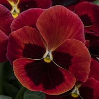 Spring Grandio Red with Blotch Pansy