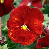 Spring Grandio Clear Scarlet Pansy