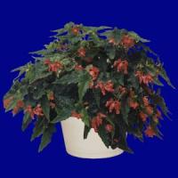 Lois Burke Begonia Vegetative