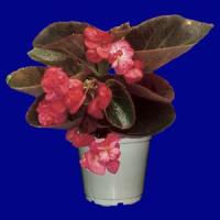 Lady Carol Begonia Vegetative