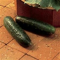 Salad Bush Cucumber