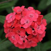 Sweet™ Coral Dianthus