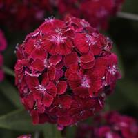 Sweet™ Purple Dianthus