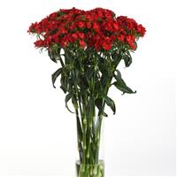 Sweet™ Scarlet Dianthus
