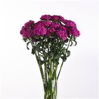 Sweet™ Neon Purple Dianthus