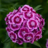 Sweet™ Magenta Bicolor Dianthus