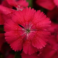Floral Lace™ Cherry Dianthus