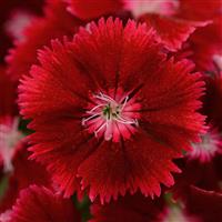 Floral Lace™ Crimson Dianthus